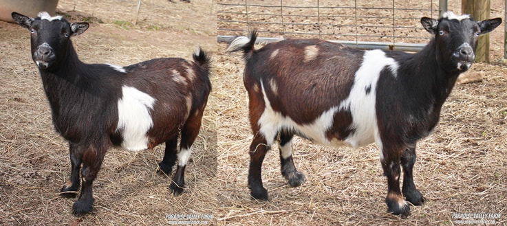 dwarf goats full grown